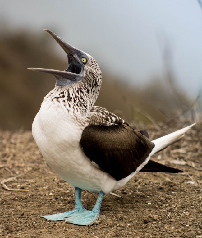 Au Panama, les oiseaux marins d'Amérique du Sud migrent plus au nord que d'habitude, poussés par El Niño