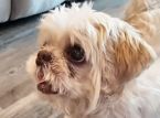 Un chien disparu retrouv&eacute; &agrave; 1 000 miles de chez lui avec un tout nouveau nom