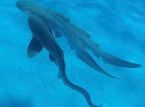 Une vid&eacute;o montre pour la premi&egrave;re fois un trio de requins... Pourquoi est-ce une telle avanc&eacute;e ?