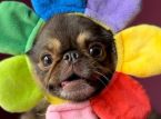 La sensation TikTok King Chilli the Pug pulv&eacute;rise l'objectif GoFundMe pour une op&eacute;ration chirurgicale qui lui sauvera la vie.