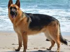 Un berger allemand survit &agrave; deux heures de p&eacute;riple &agrave; la d&eacute;rive en mer du Nord