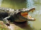 Un reptile g&eacute;ant porte une robe de mari&eacute;e lors d'une c&eacute;r&eacute;monie mexicaine insolite