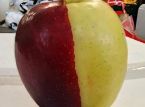 Une pomme chim&egrave;re rare fait sensation du jour au lendemain en Nouvelle-Z&eacute;lande