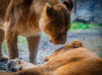 Trois lionnes du zoo de Tokyo meurent d'un coup de chaleur