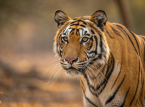 Quatre petits tigres du Bengale sont n&eacute;s de fa&ccedil;on inattendue en pleine crise &eacute;nerg&eacute;tique &agrave; Cuba