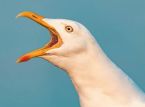 Un homme aurait tu&eacute; une mouette &agrave; coups de poing apr&egrave;s qu'elle lui a vol&eacute; son en-cas