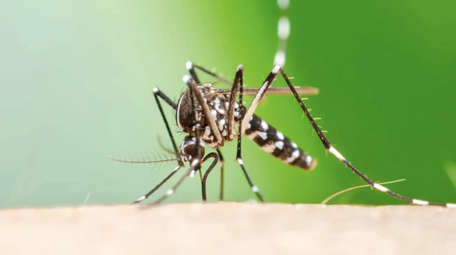La maladie connue sous le nom de Chikungunya risque de s'étendre à toute l'Europe à mesure que le climat se réchauffe, selon une étude.