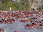 Des passages pi&eacute;tons plus s&ucirc;rs permettent &agrave; la population de crabes terrestres des mangroves de se r&eacute;tablir &agrave; Ta&iuml;wan