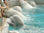 Les b&eacute;lugas de Marineland ont &eacute;t&eacute; sauv&eacute;s in extremis