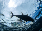 Ce n'&eacute;tait pas un requin : un poisson g&eacute;ant (et tr&egrave;s convoit&eacute;) a fait peur aux baigneurs sur une plage de Marbella