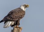 Jackie, l'aigle &agrave; t&ecirc;te blanche qui avait fait le buzz sur Internet, est mort