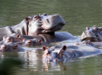 La Colombie va euthanasier des dizaines d'"hippopotames de la coca&iuml;ne" li&eacute;s &agrave; Pablo Escobar pour tenter de contr&ocirc;ler la population.