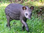 Un zoo britannique accueille son premier petit tapir des plaines depuis 14 ans