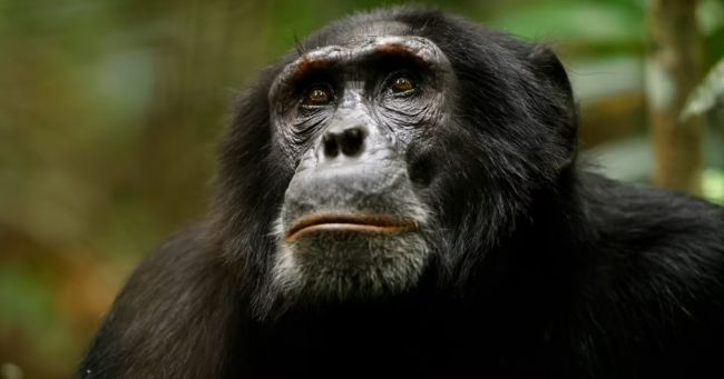 Chimp Empire obtient sa première bande-annonce officielle