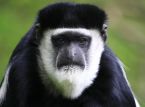 Une nouvelle esp&egrave;ce de singe a &eacute;t&eacute; d&eacute;couverte, cach&eacute;e dans la cime des arbres des for&ecirc;ts de la RD Congo