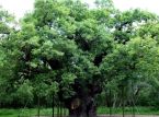 Le l&eacute;gendaire &laquo; Major Oak &raquo; de Robin des Bois s'&eacute;teint apr&egrave;s plus de 1 000 ans